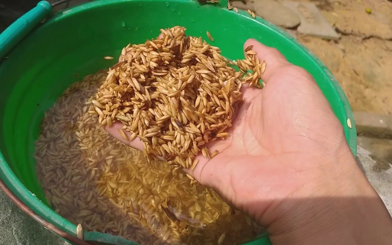 cách phá ngủ hạt giống lúa bằng nước nóng