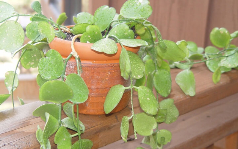Cách trồng cây đô la trong chậu