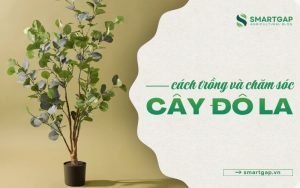 cách trồng và chăm sóc cây đô la