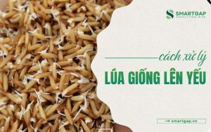 cách xử lý lúa giống lên yếu