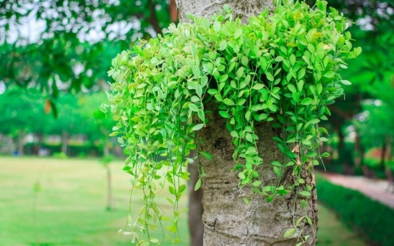 Cây đô la có dễ nhân giống không