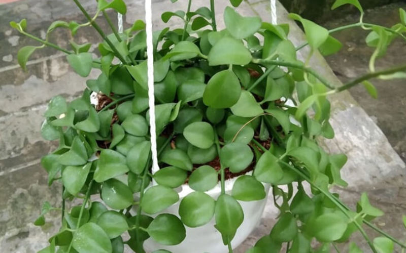Tác dụng của cây đô la