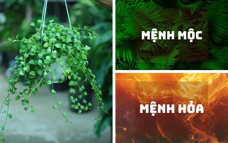 Cây đô la hợp mệnh gì​ tuổi gì