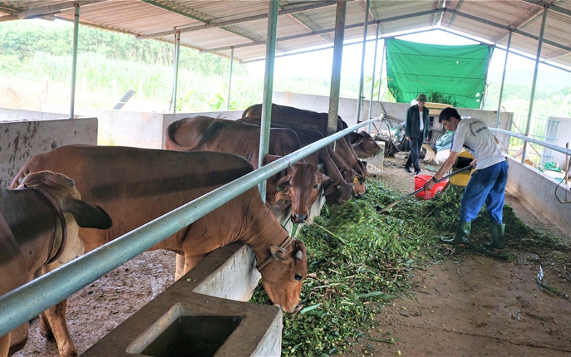 Chăn nuôi hộ gia đình