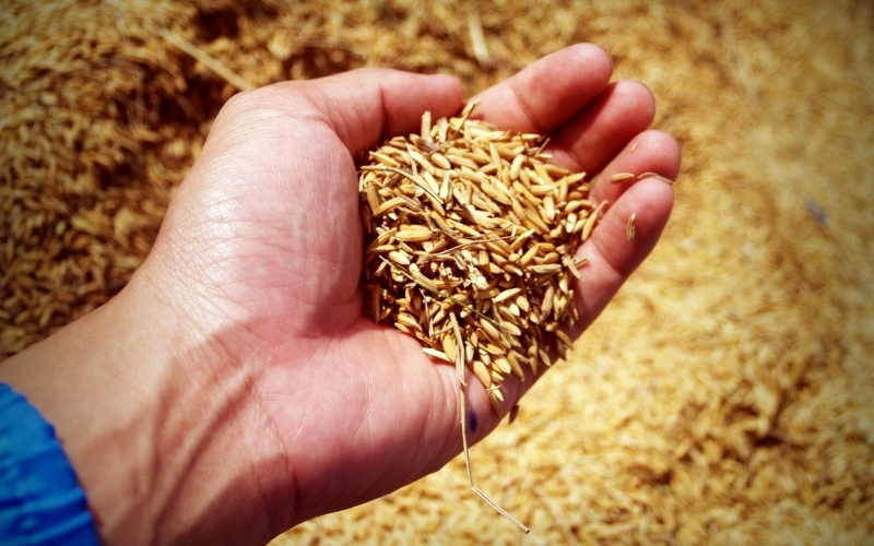 Chọn giống lúa gieo sạ phù hợp