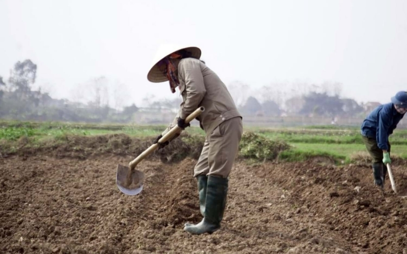 Chuẩn bị đất trước khi gieo sạ