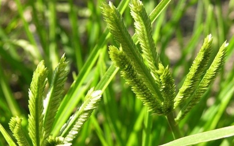 Cỏ mần trầu