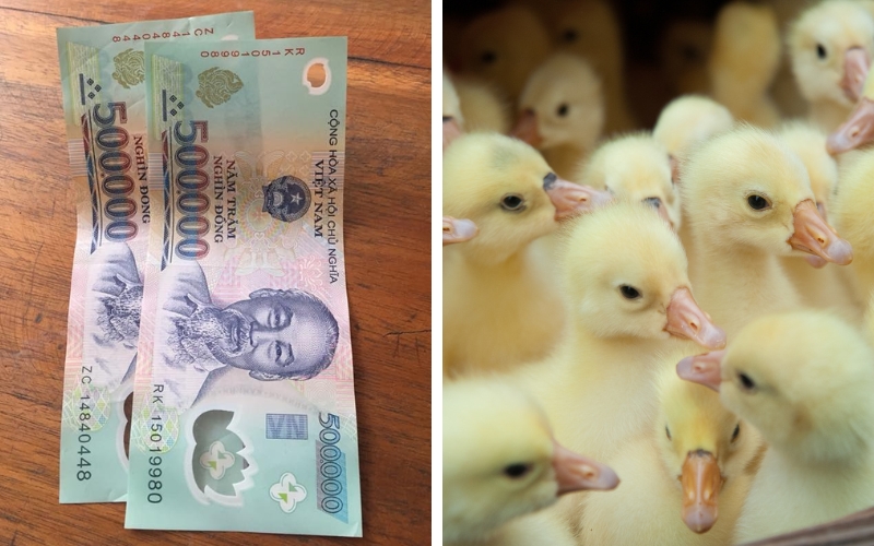 1 triệu đồng có thể bắt đầu chăn nuôi được không