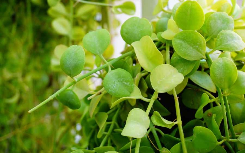 Đặc điểm hình thái của cây đô la
