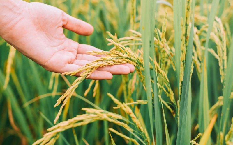 đặc điểm của cây lúa gạo