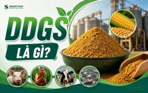 DDGS là gì