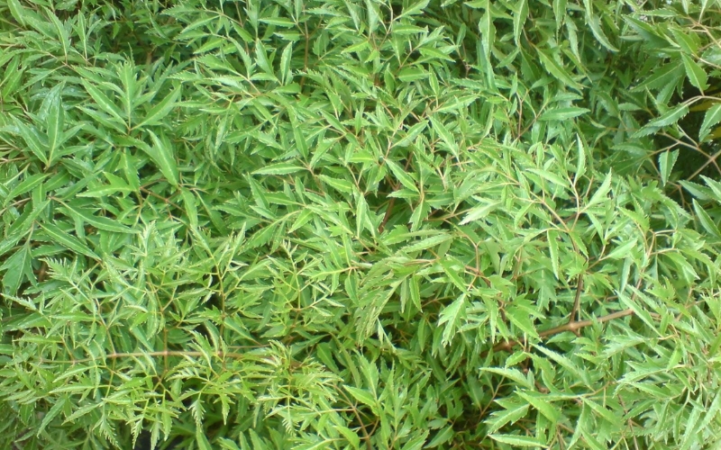 Đinh lăng