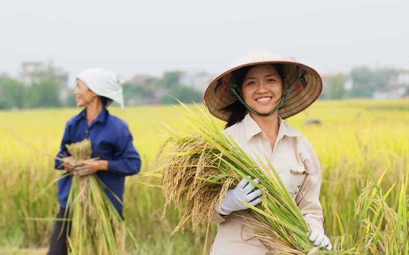nâng cao năng suất và chất lượng lúa miền Trung
