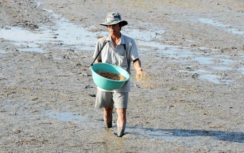 Gieo sạ lúa