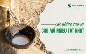 giống cao su cho mủ nhiều