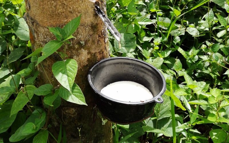 Giống cao su RRIV 209