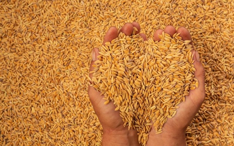 giống lúa thích hợp cho vụ Đông Xuân