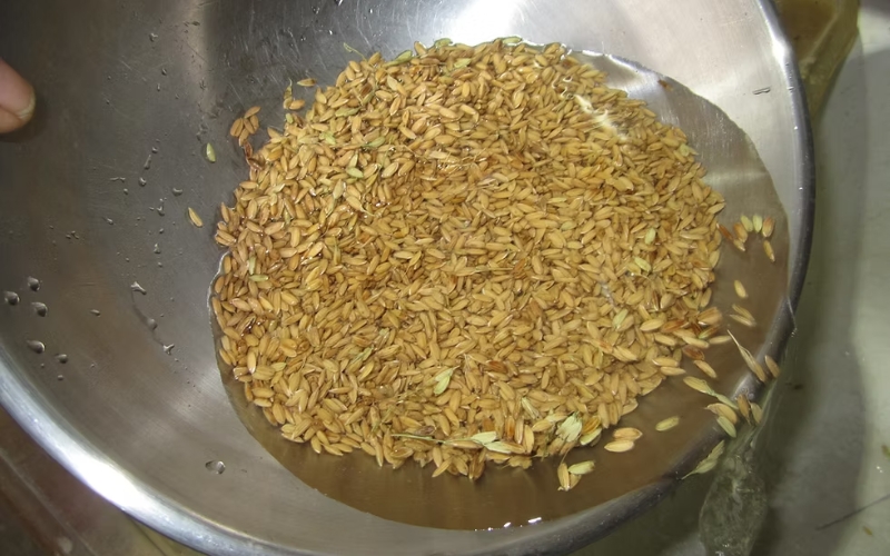 kỹ thuật ngâm lúa giống vụ Đông Xuân