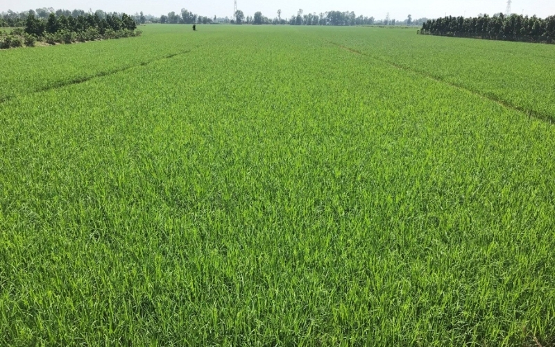 Kiểm soát cỏ dại trên ruộng lúa sạ