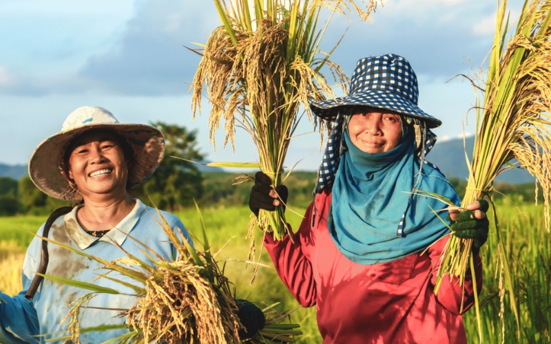 Kinh nghiệm chọn giống lúa hiệu quả
