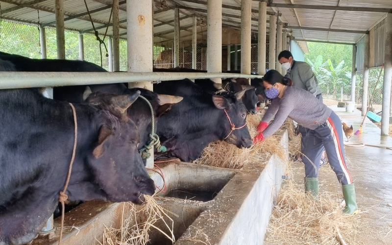 Kinh nghiệm giúp hộ gia đình chăn nuôi an toàn