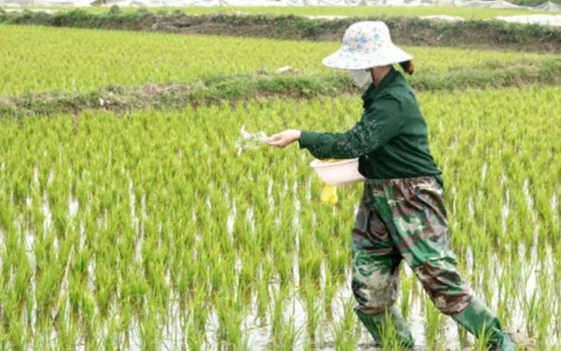Kỹ thuật bón phân cho lúa sạ