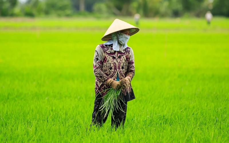 kỹ thuật canh tác lúa ở miền Trung