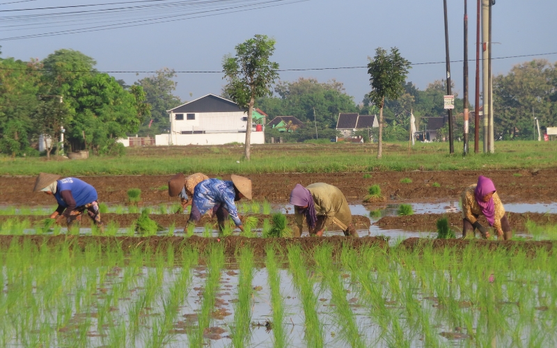 kỹ thuật canh tác vụ lúa chiêm xuân