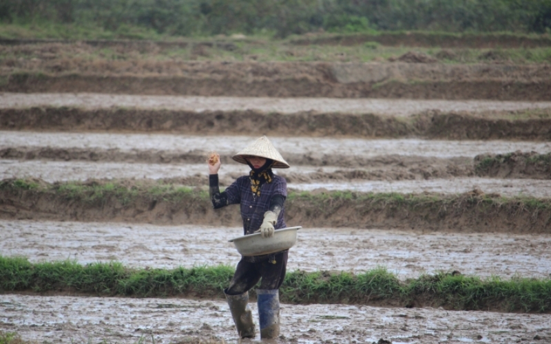 Kỹ thuật gieo sạ đúng cách