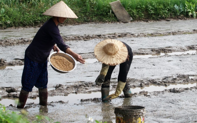 Sạ ướt