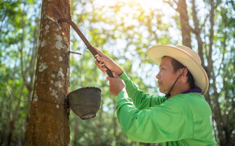 Kỹ thuật trồng và chăm sóc cây cao su cho nhiều mủ