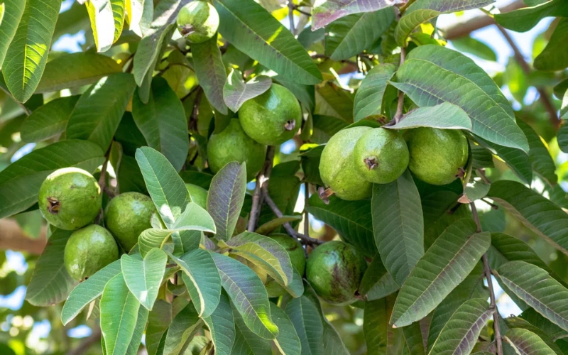 Lá ổi