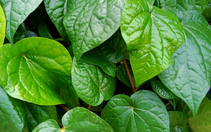 Lá trầu không