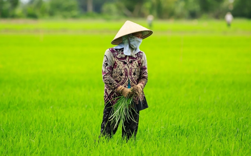 lịch thời vụ trồng lúa miền Nam