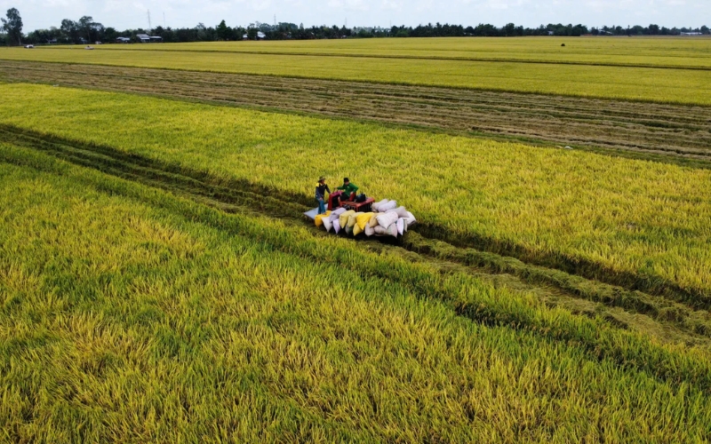 lịch thời vụ trồng lúa miền Trung