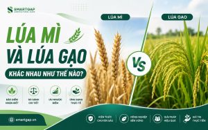 lúa mì và lúa gạo khác nhau như thế nào