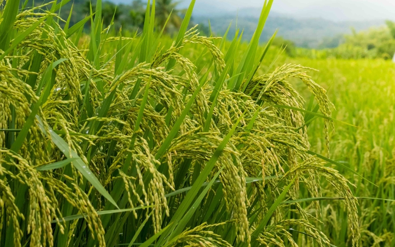 Lúa thuần là gì