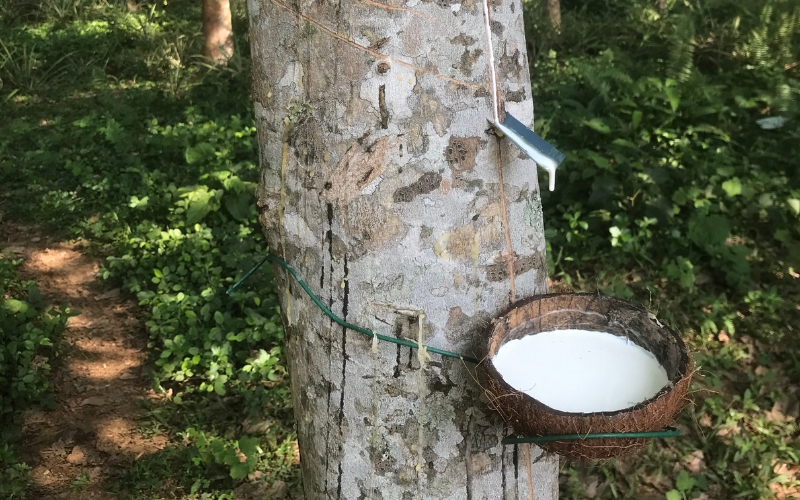 Lưu ý khi chọn mua giống cao su cho mủ nhiều
