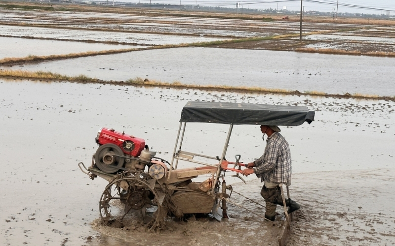 Mật độ và lượng giống gieo sạ