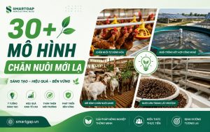 Mô hình chăn nuôi mới lạ