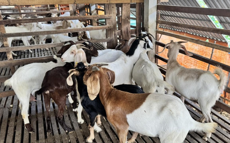 nuôi dê Boer