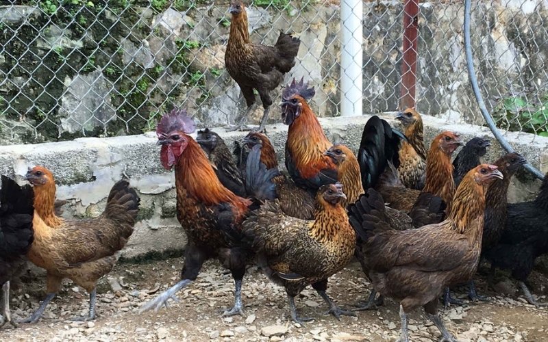 nuôi gà H’Mông