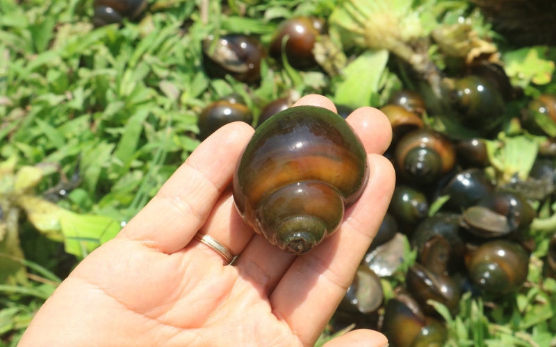 nuôi ốc bươu đen