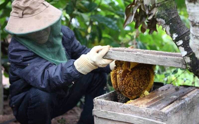 nuôi ong mật