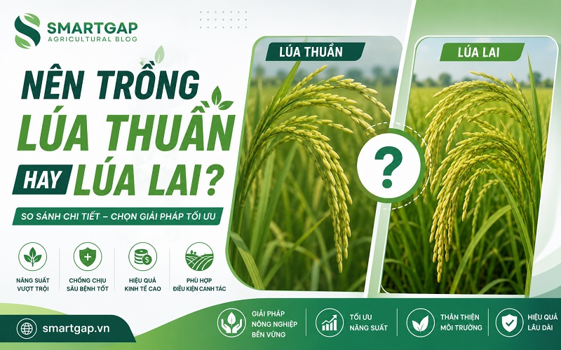 Nên trồng lúa thuần hay lúa lai