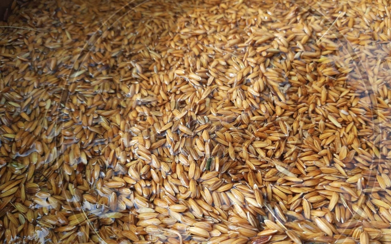 Ngâm hạt giống lúa bằng nước ấm