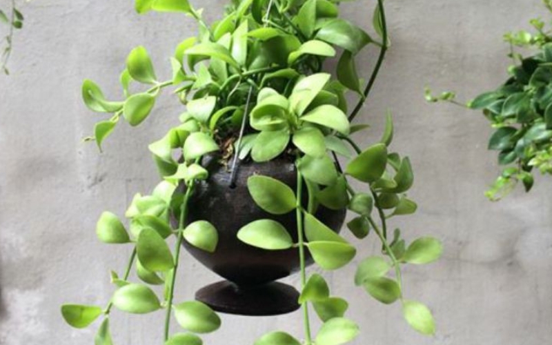 Những lưu ý khi trồng cây đô la