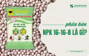 NPK 16-16-8 là gì