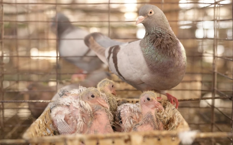 nuôi chim bồ câu