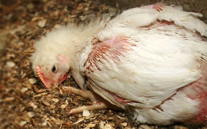 phác đồ điều trị cầu trùng ở gà
